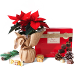 Poinsettia (Stella di Natale) e cioccolatini delle feste