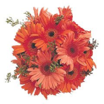 Principessa d’Arancio