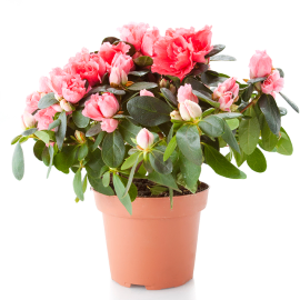 Azalea in a Planter
