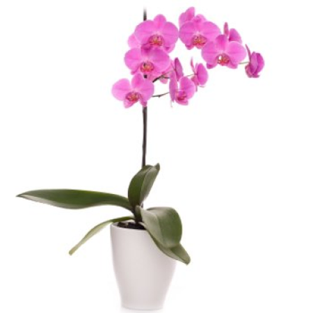 Orchidea rosa