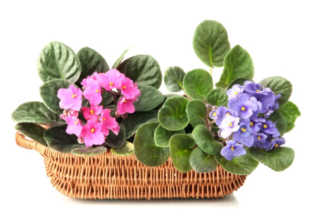 Stai diventando viola