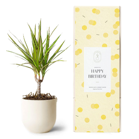 Marginata Cane Birthday Plant